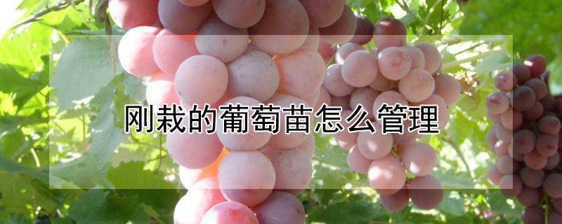刚栽的葡萄苗怎么管理（刚栽的葡萄苗怎么管理好）