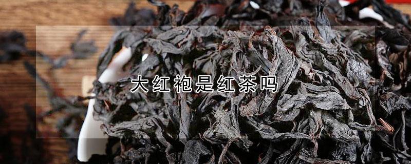 大红袍是红茶吗 肉桂大红袍是红茶吗