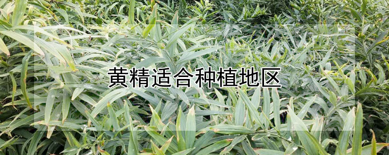 黄精适合种植地区（黄精适合种植的地区）