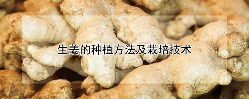 生姜的种植方法及栽培技术 生姜的种植方法及栽培技术视频