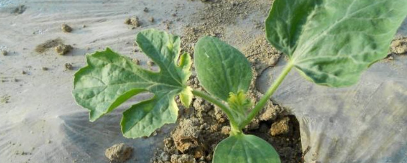 西瓜苗蔫了如何恢复（西瓜苗蔫了怎么办）