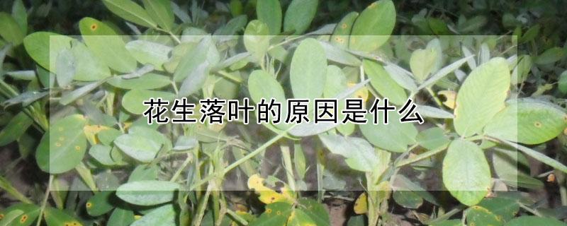 花生落叶的原因是什么 花生落叶是怎么回事