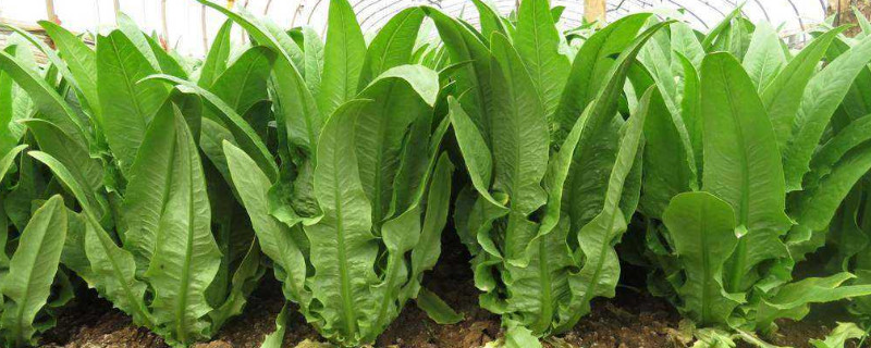 露地油麦菜种植方法（露地油麦菜种植方法视频）