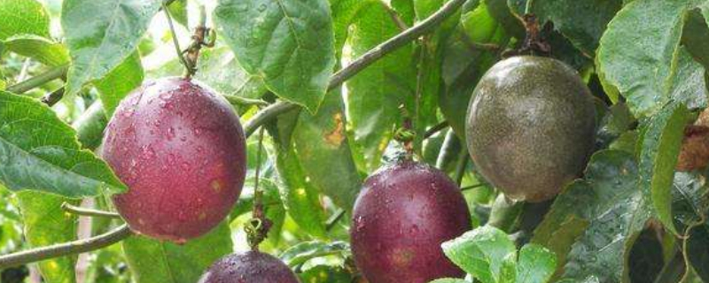 百香果什么时候成熟 冬季百香果什么时候成熟