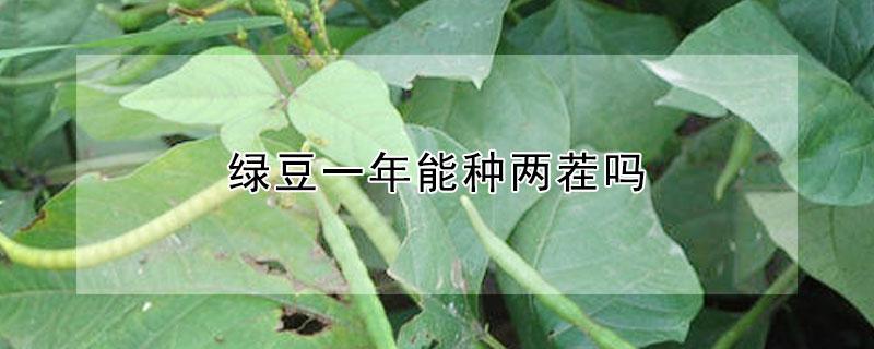 绿豆一年能种两茬吗 绿豆一年能种两茬吗视频