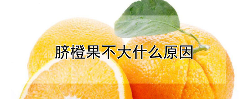 脐橙果不大什么原因（脐橙果子长不大是什么原因）