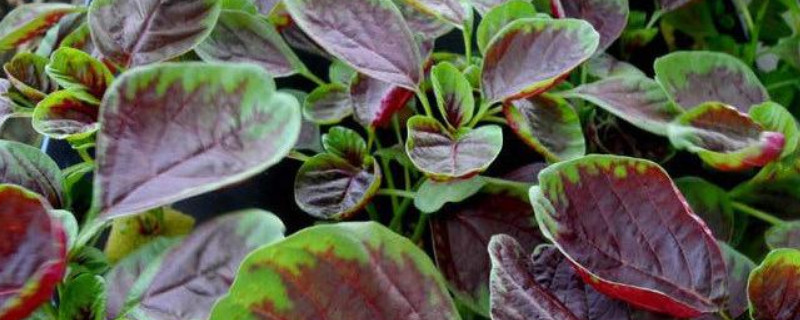 红汗菜种植时间和方法 红汗菜生长周期