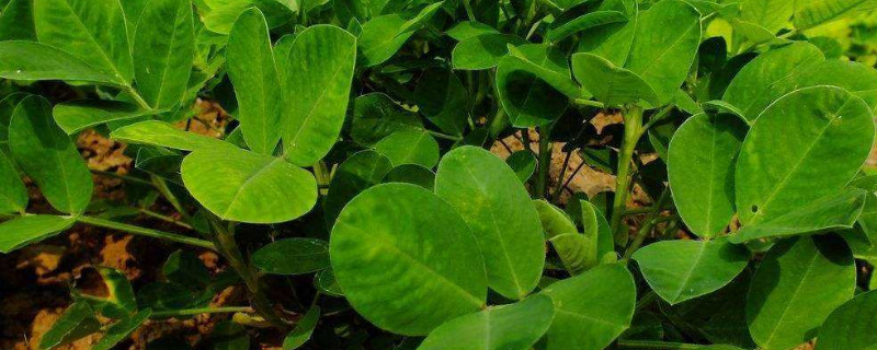 养的花生小飞虫怎么治 养的花生小飞虫怎么办