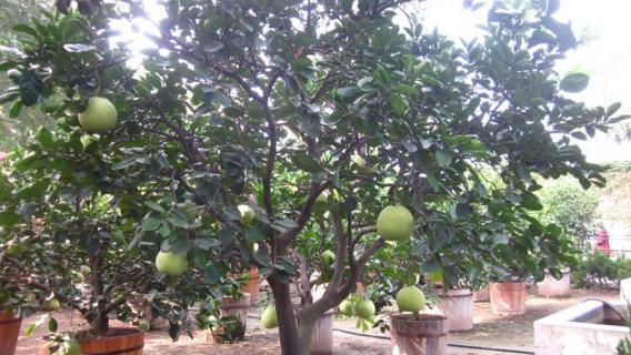 柚子树长什么样（柚子树长什么样图片）