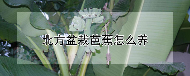 北方盆栽芭蕉怎么养 北方盆栽芭蕉怎么养护