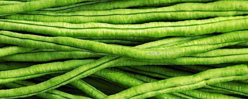 北方无架豆角怎么种植 北方无架豆角怎么种植视频