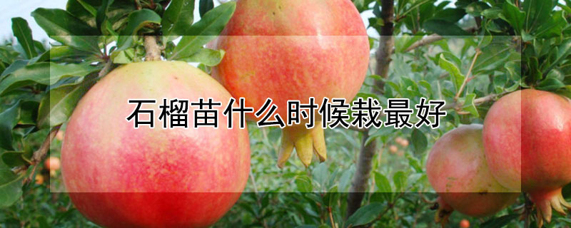 石榴苗什么时候栽最好（石榴苗什么时候栽种）