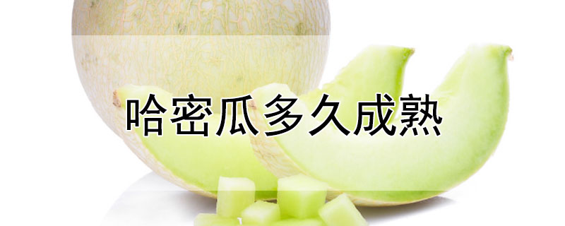哈密瓜多久成熟（哈密瓜成熟要多久）