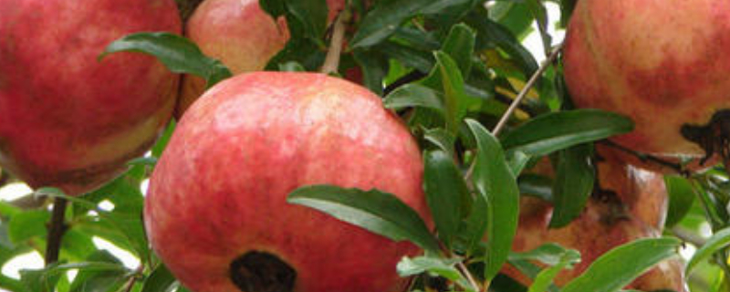 石榴树苗栽培技术 石榴树苗栽培技术要点