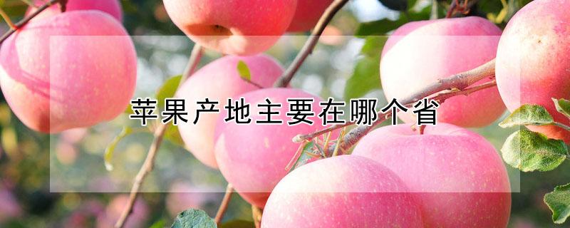 苹果产地主要在哪个省 苹果产地主要在哪个省哪个县