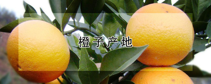 橙子产地（橙子产地主要在哪个省）