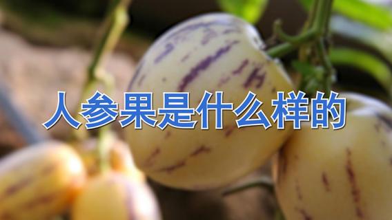 人参果是什么样的 人参果是什么样的植物?