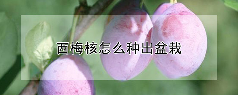 西梅核怎么种出盆栽（西梅核怎么种出盆栽好）