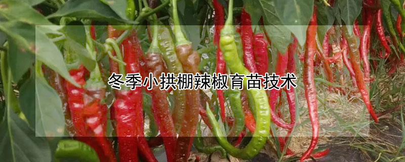 冬季小拱棚辣椒育苗技术 早春小拱棚辣椒育苗技术