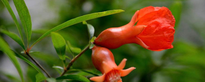 石榴花盆栽的养殖方法（石榴花盆栽的养殖方法图解）