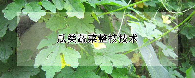 瓜类蔬菜整枝技术（瓜类蔬菜整枝技术实验报告）