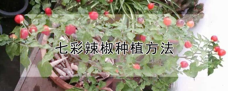 七彩辣椒种植方法 七彩辣椒种植方法和技术