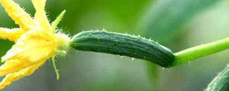 家庭黄瓜种植方法（家庭种植黄瓜的方法）