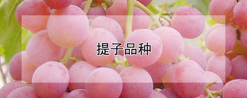 提子品种 提子品种大全图片