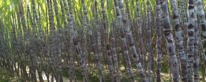 甘蔗苗一根留几个 甘蔗一棵留几根苗