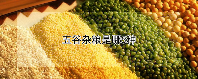 五谷杂粮是哪5种（五谷杂粮是哪5种稻麦黍菽稷怎么读）