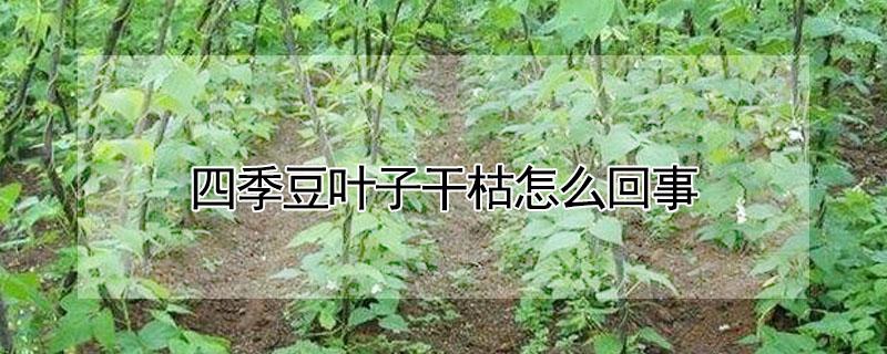 四季豆叶子干枯怎么回事（四季豆叶子干枯怎么回事儿）