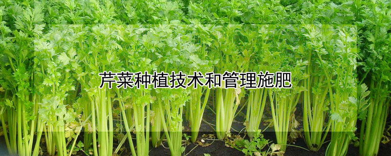 芹菜种植技术和管理施肥 芹菜种植技术和管理施肥视频