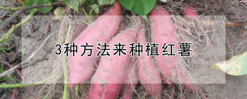 3种方法来种植红薯（红薯有几种种植方法）