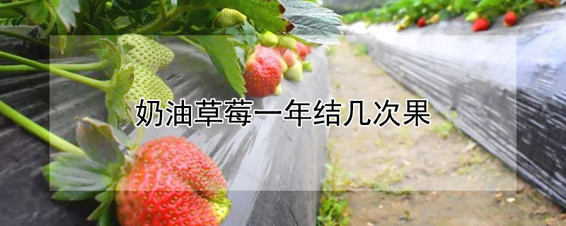 奶油草莓一年结几次果（奶油草莓一年结几次果实）