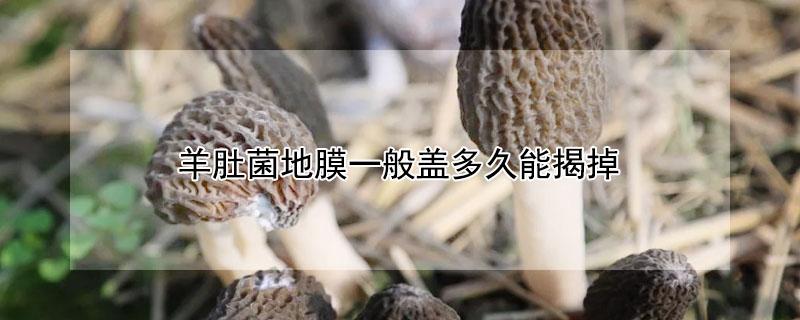 羊肚菌地膜一般盖多久能揭掉（羊肚菌揭膜时间）