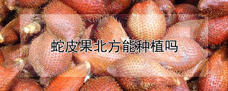 蛇皮果北方能种植吗 蛇皮果北方能种植吗视频