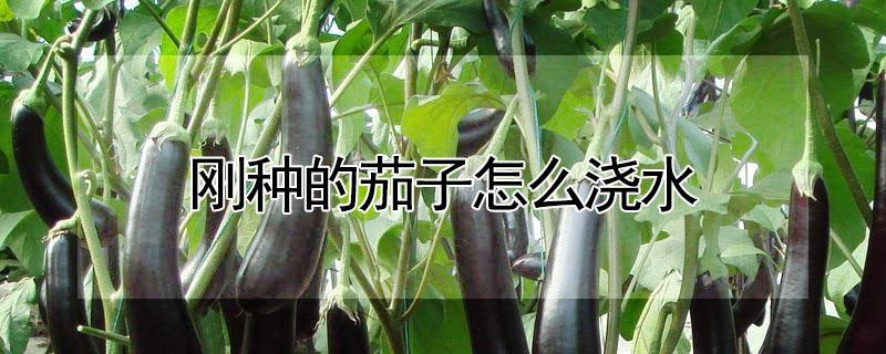 刚种的茄子怎么浇水 刚栽的茄子怎么浇水