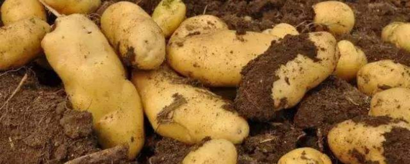 土豆出苗后怎么管理（土豆出苗后怎么管理好）