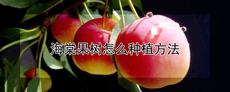 海棠果树怎么种植方法（海棠果树怎么种植方法和时间）