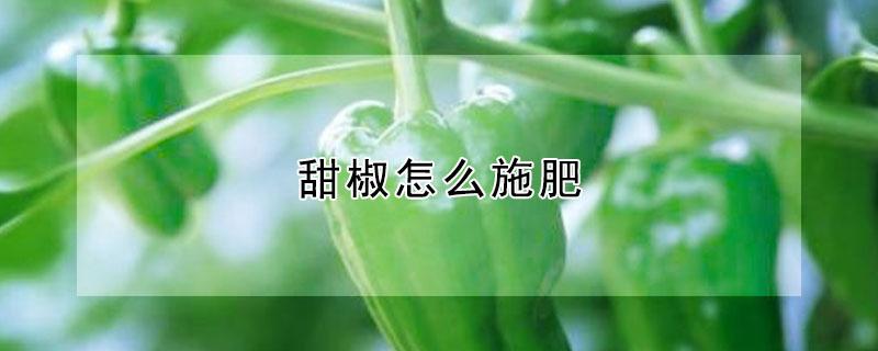甜椒怎么施肥（甜椒怎么施肥视频）