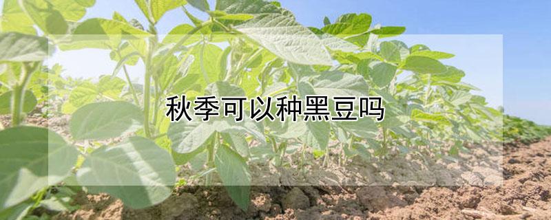 秋季可以种黑豆吗 秋季可以种黑豆吗北方