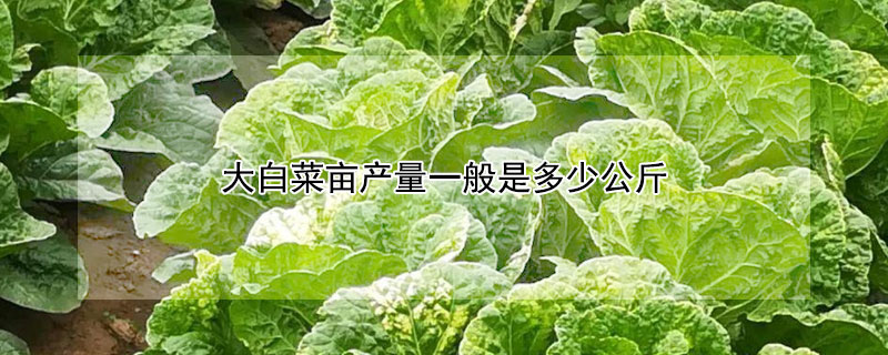 大白菜亩产量一般是多少公斤 大白菜每亩产量多少斤