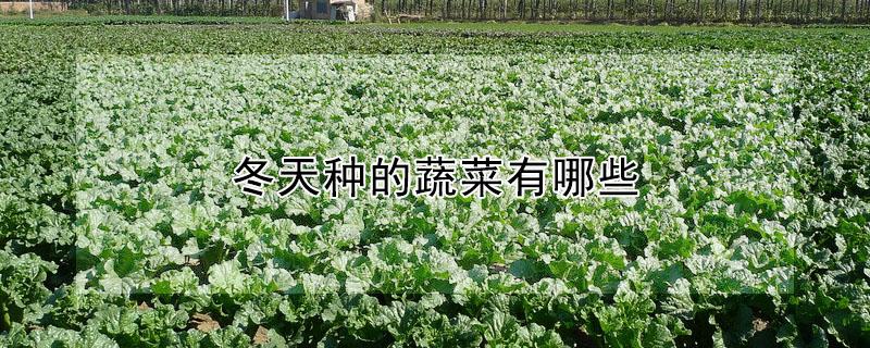 冬天种的蔬菜有哪些 冬天种的蔬菜有哪些图片