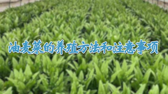 油麦菜的养殖方法和注意事项（油麦菜的养殖方法和注意事项有哪些）