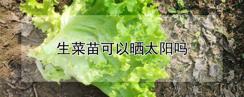 生菜苗可以晒太阳吗 刚种的菜苗可以晒太阳吗