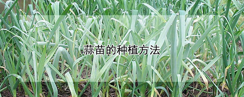 蒜苗的种植方法 蒜苗的种植方法及时间