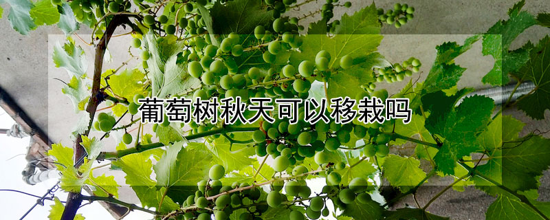 葡萄树秋天可以移栽吗（葡萄树秋天可以移栽吗北方）