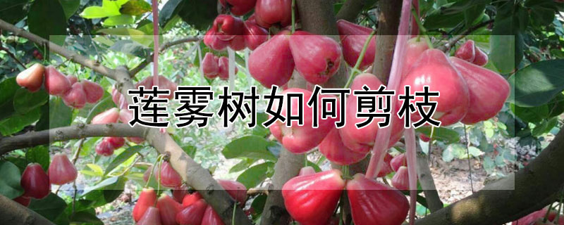 莲雾树如何剪枝 莲雾树怎么剪枝