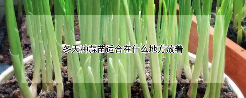冬天种蒜苗适合在什么地方放着 冬天种蒜苗适合在什么地方放着呢