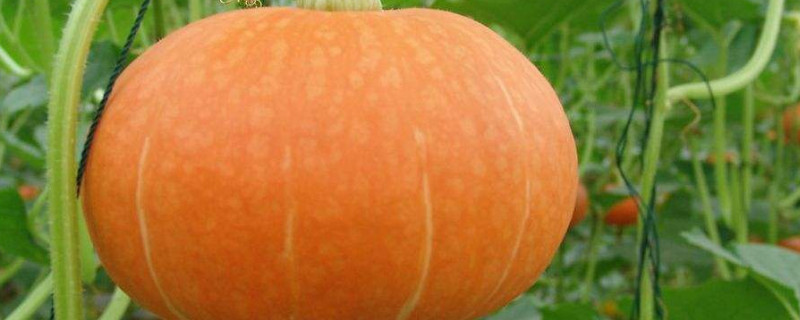 南瓜的种植方法和时间（板栗南瓜的种植方法和时间）